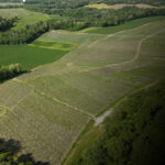 vignes